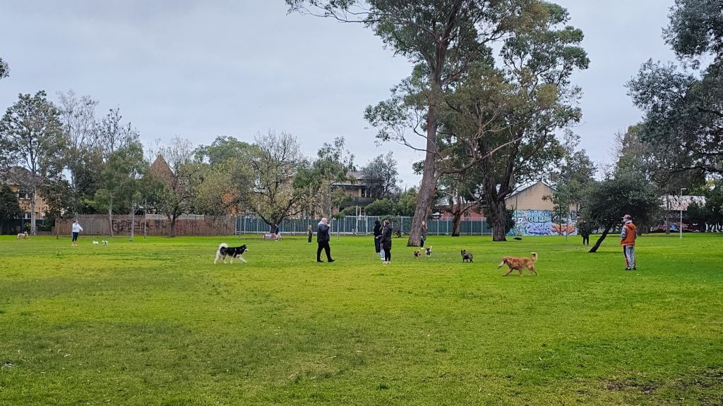 A group of dogs having fun at the Alma Park West off-leash area