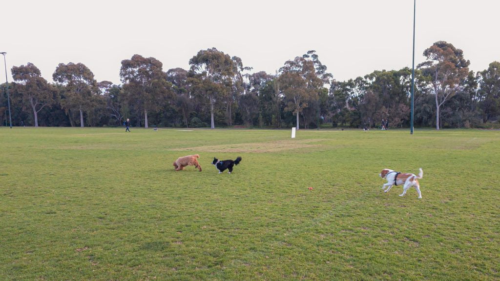 Dogs playing at Albert Park dog off-leash area
