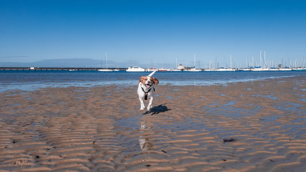 Dogs running St Kilda West Dog Beach