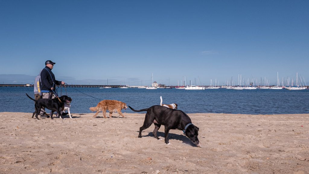 Dogs Walking St Kilda Harbour Dog Beach