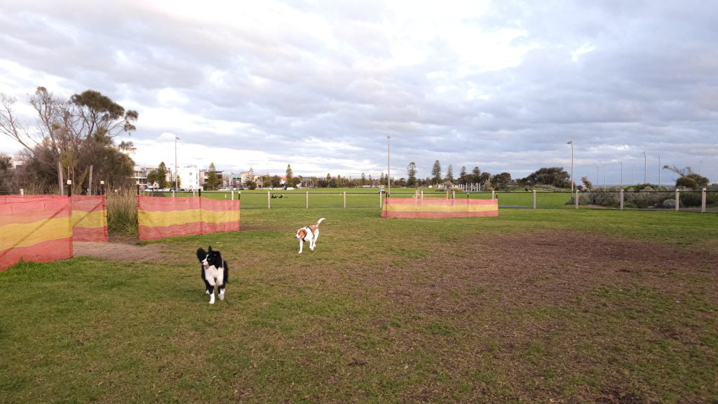 Dogs playin at Moran Reserve Fenced Dog Park