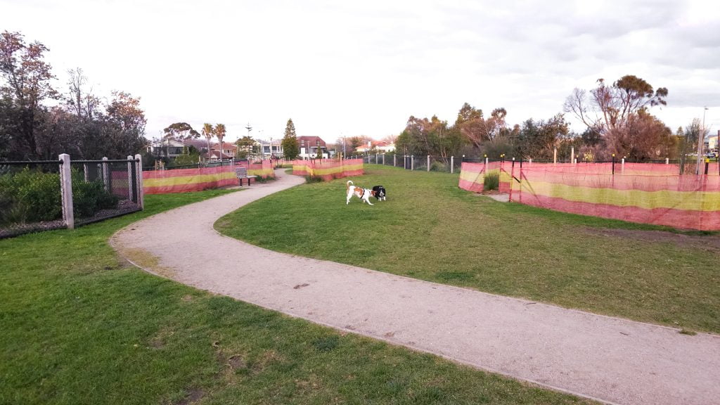 Dogs playin at Moran Reserve Fenced Dog Park