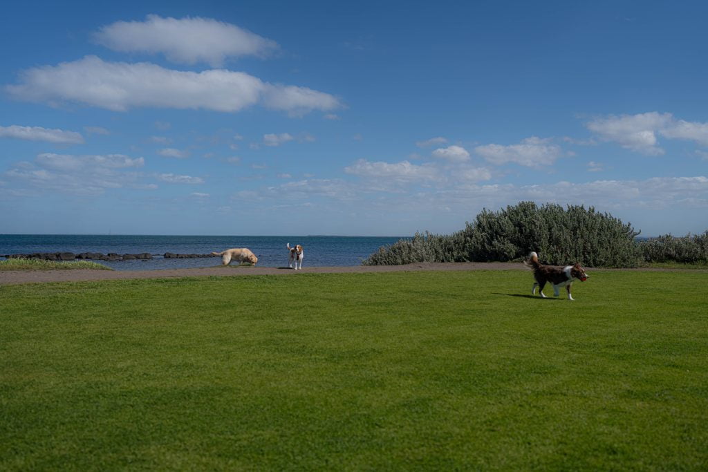 Dogs playing atCyril Curtain Reserve dog off-leash area in williamstown