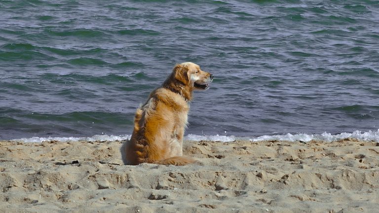 dog enjoying sun on elwood beach 768x432