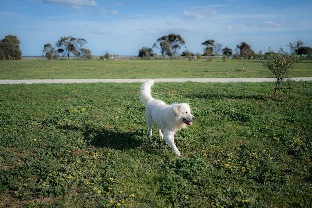 Dog Playing at P A Burns Reserve Fenced Doag Park in Altona