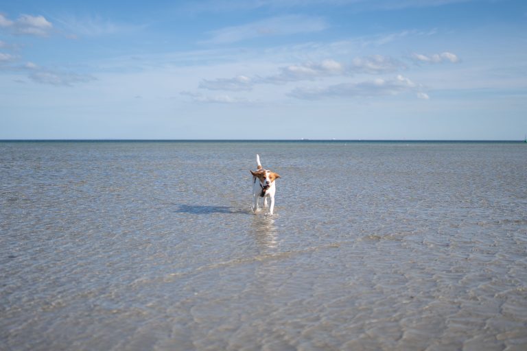 dog playing dog beach altona 768x512