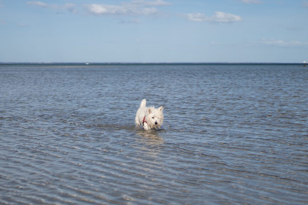 Dog walking in the shallow waters at Altona Dog Beach