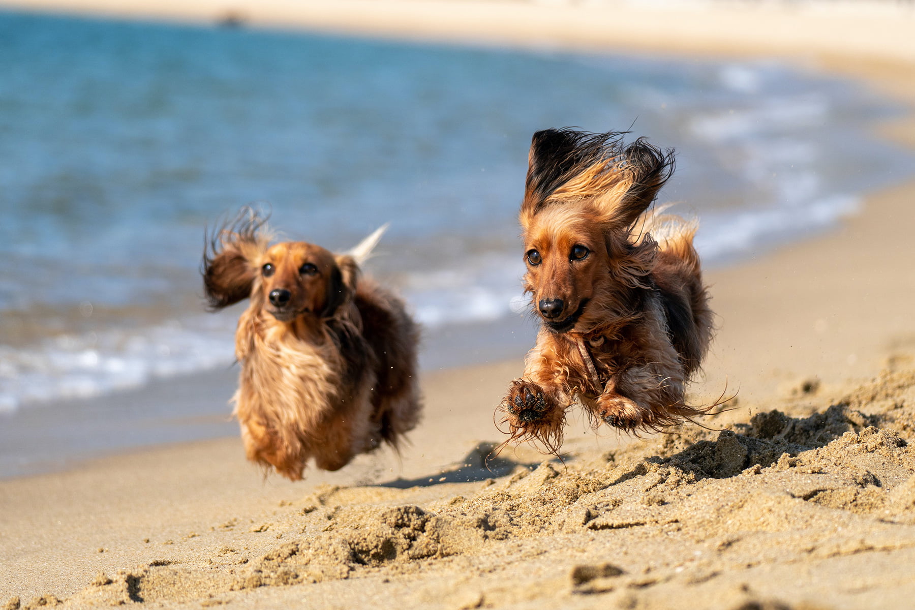 dogs-running-on-dog-beach