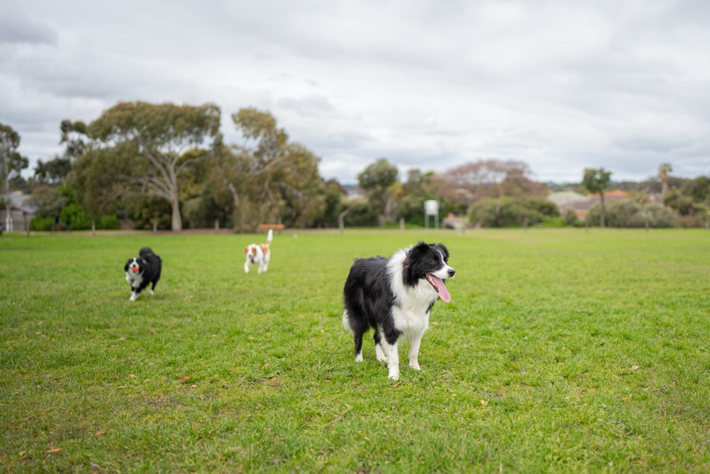 Dogs at the Dunns Road Reserve fenced dog park