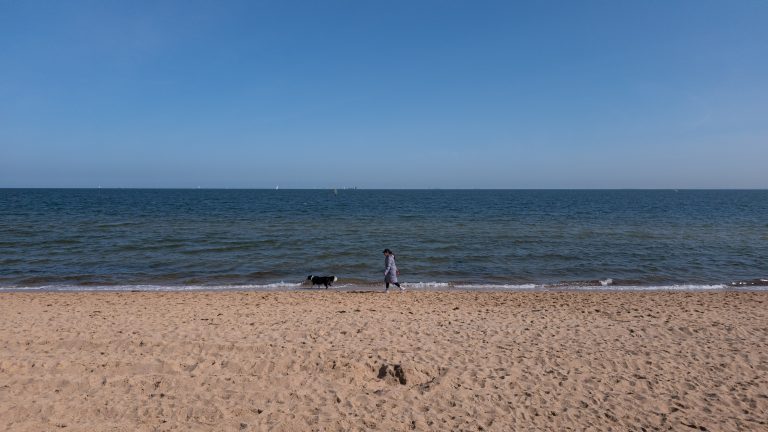 elwood beach dog walking 768x432