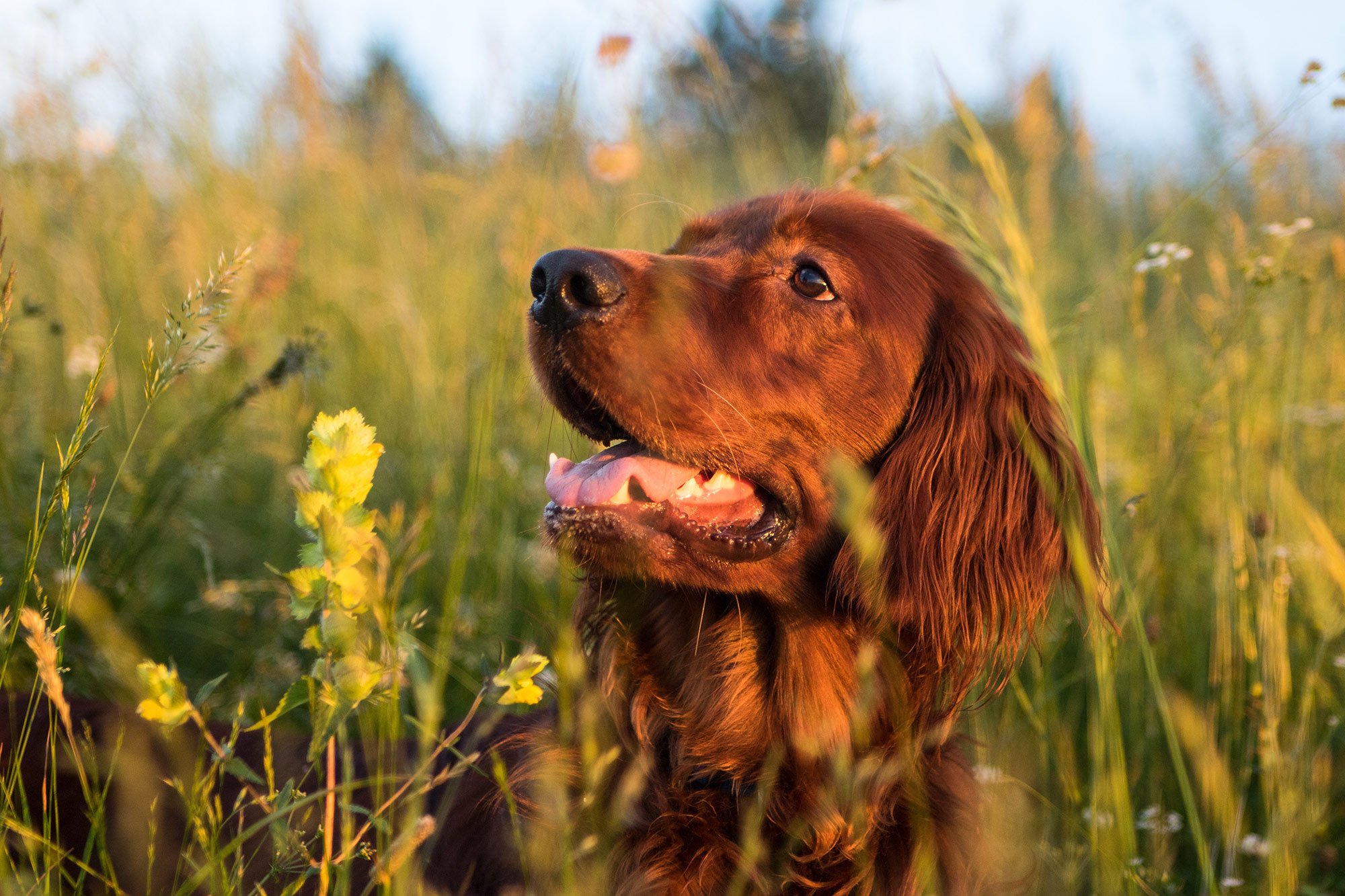 Dog in grass field