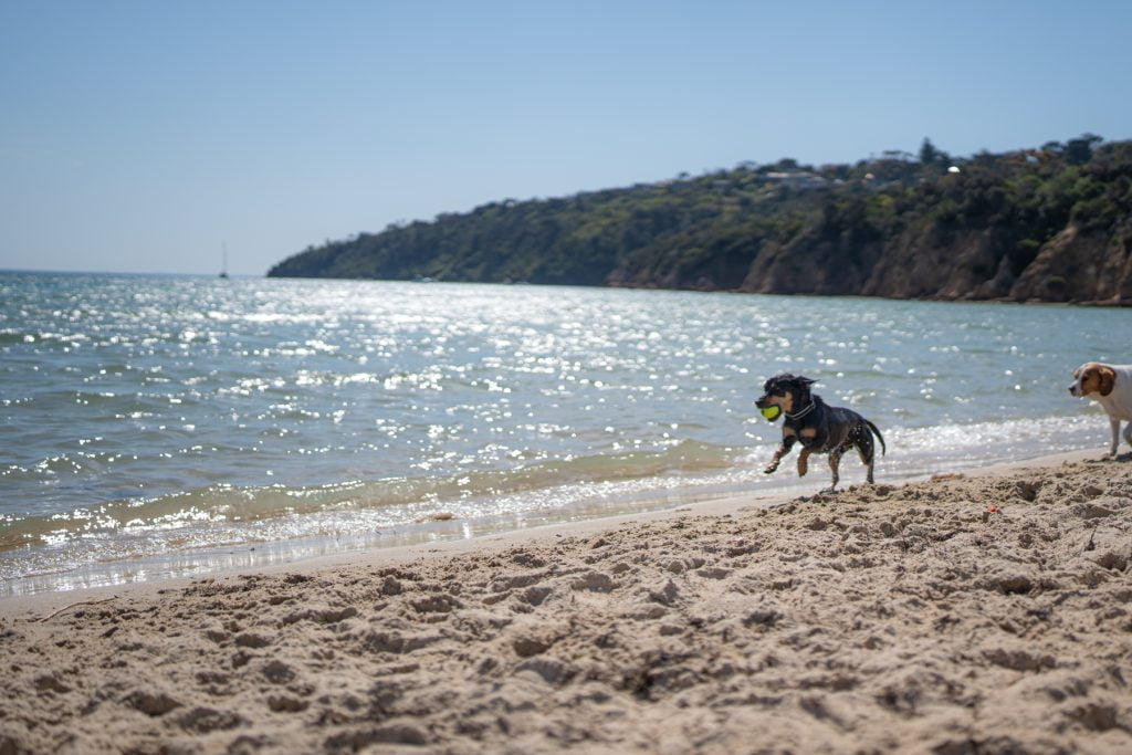 Dog playing fetch on Tassells Cove Dog Beach in Safety Beach
