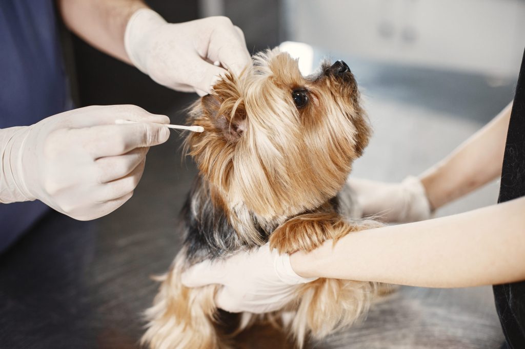 Dog gettign a Vet check for allergies