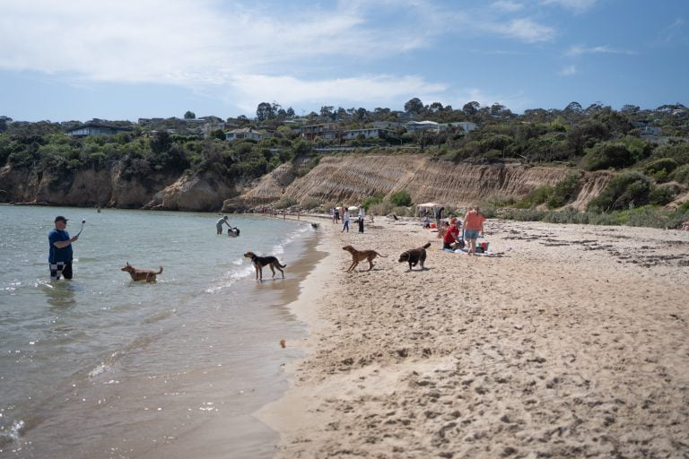 dogs playing safety beach 768x512