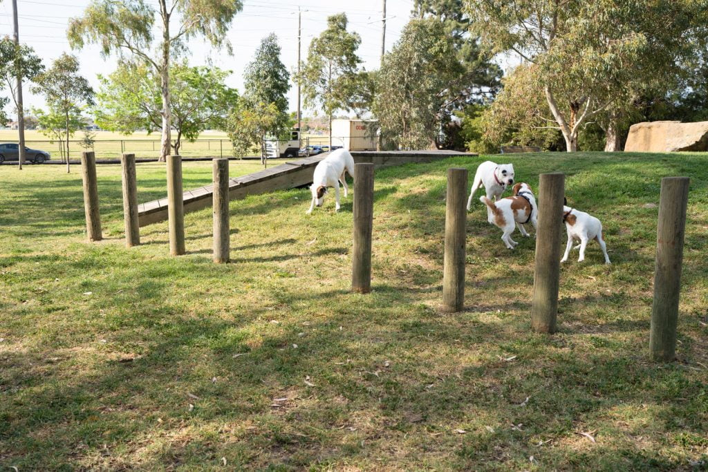 Dog agility weave poles at McIvor Reserve Fenced Dog Park