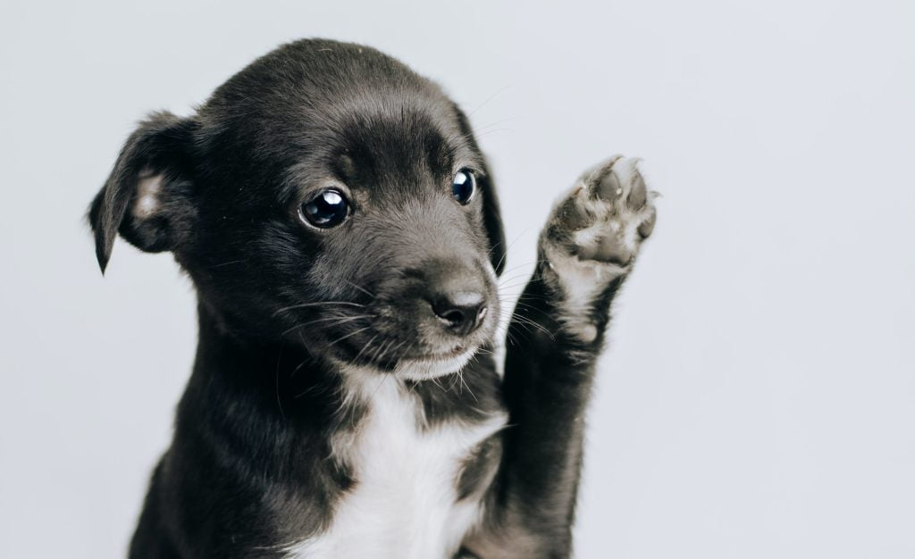 Puppy showing paw