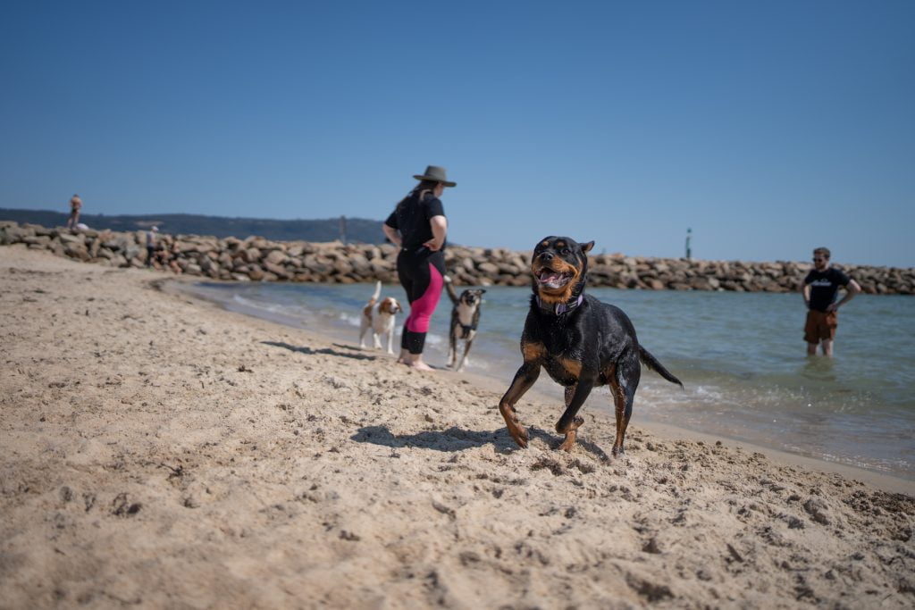 Rottweiler at Tassells Cove Dog Beach Safety Beach