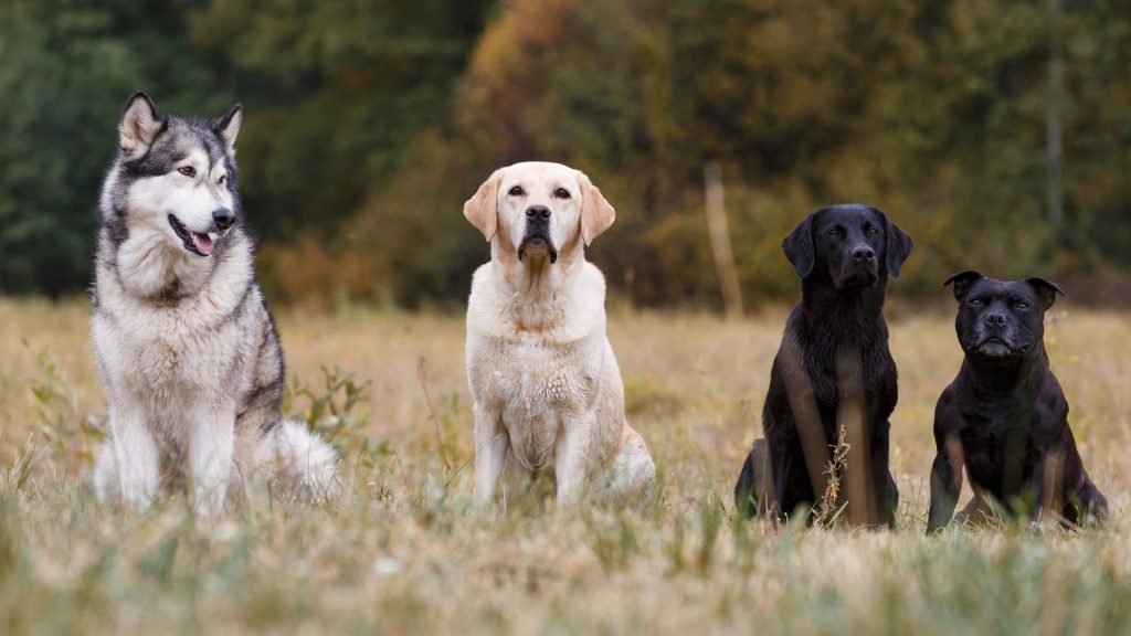 Understanding different breeds can help in choosing a dog breed.