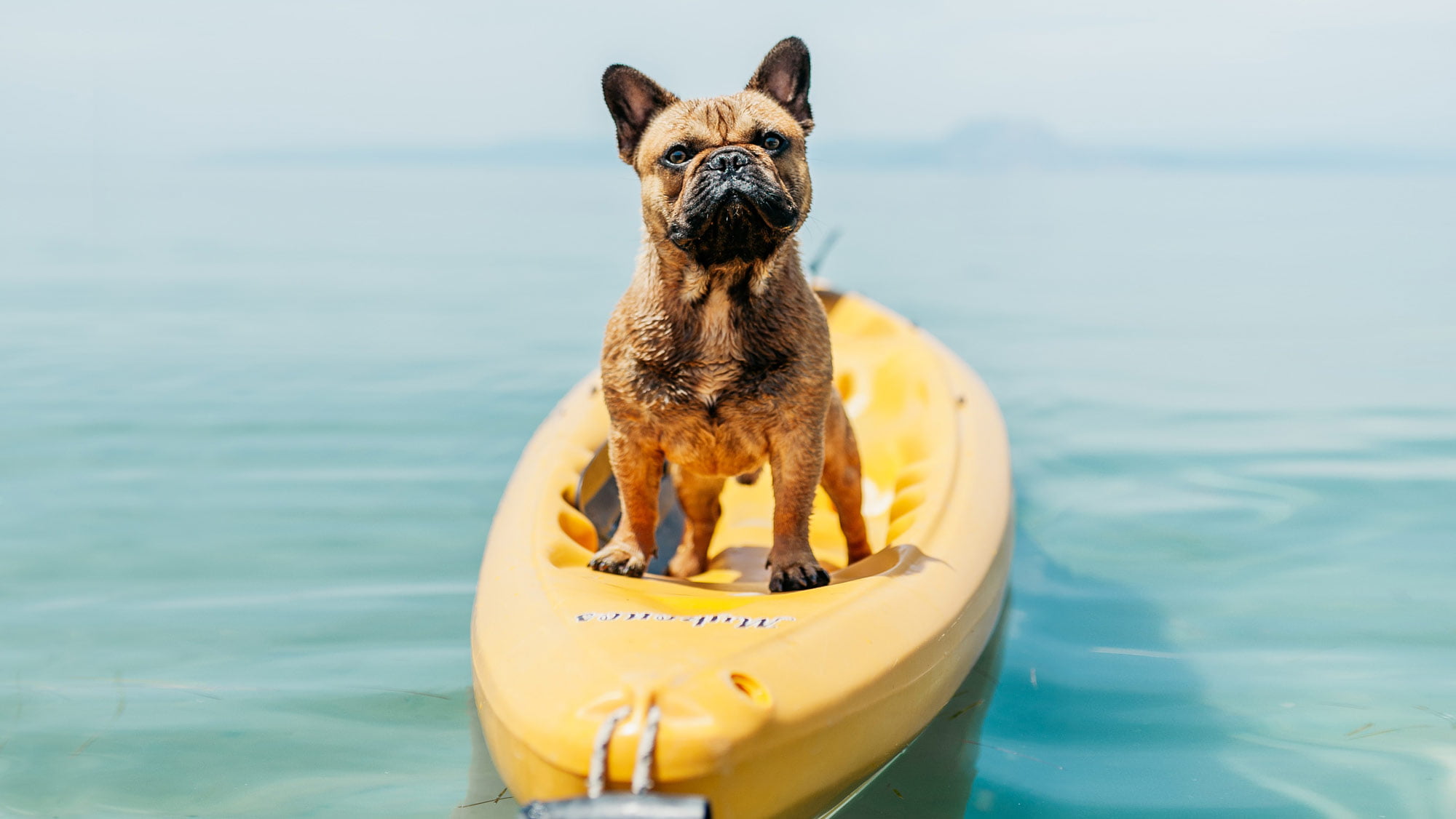 Dog on a kayak