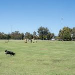 Caulfield park off-leash area in Caulfield East