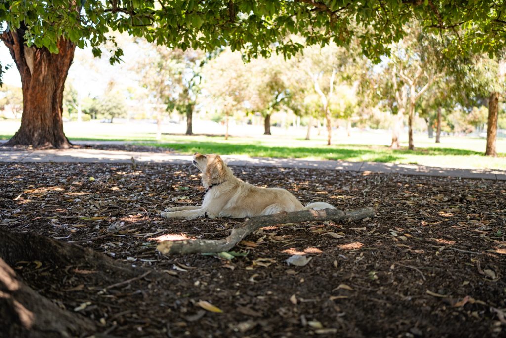 Golden Retreiver enjoying some shade at Caulfield Park