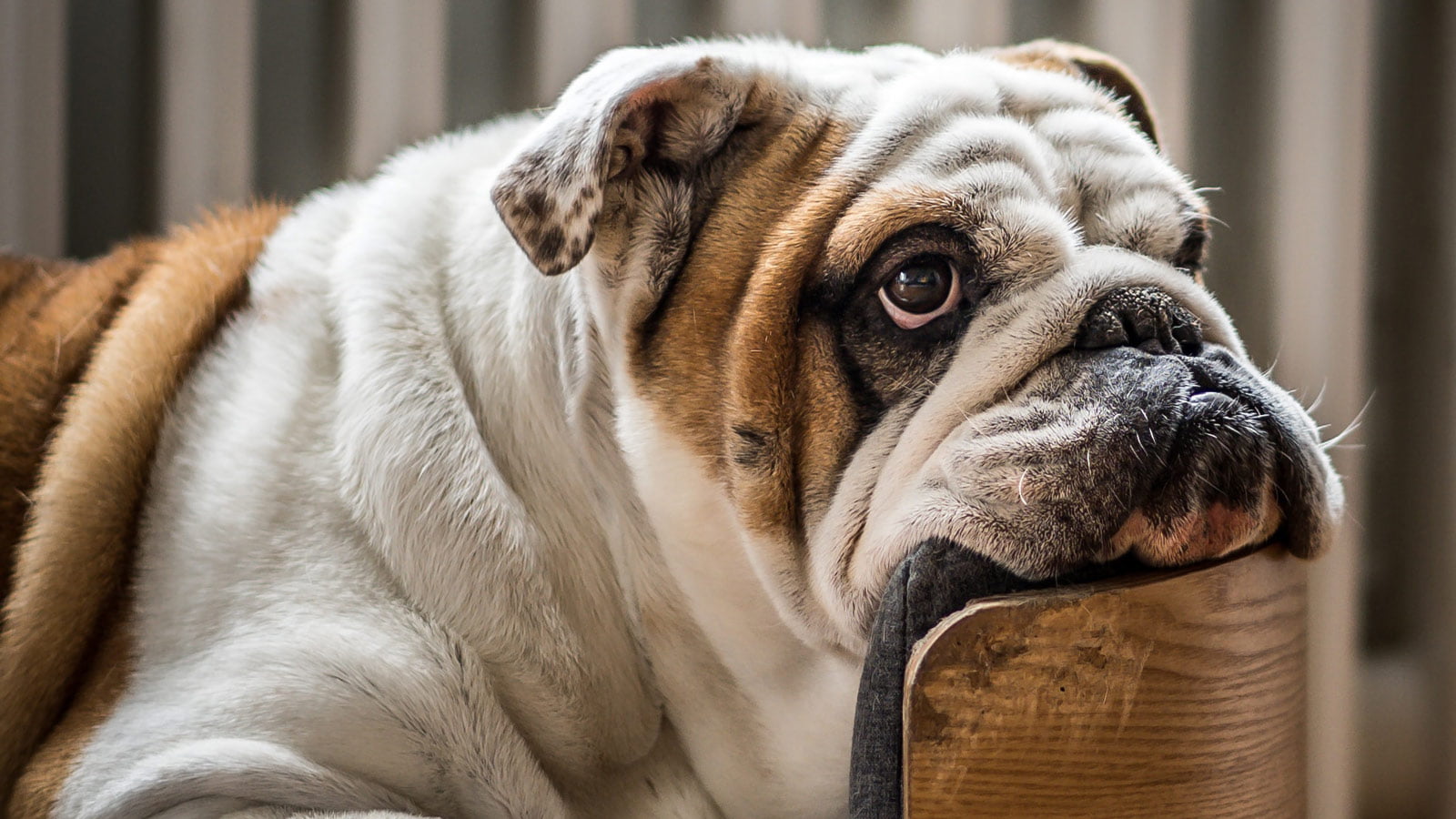 Is your dog overweight?