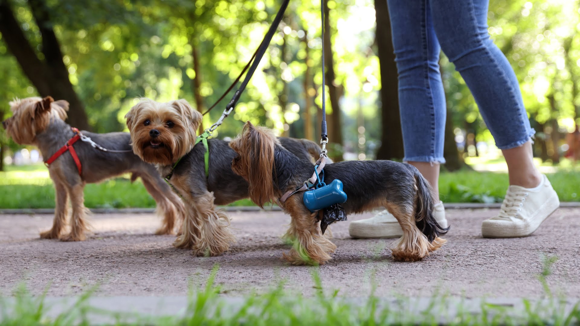 Walking dogs with poo bag holder