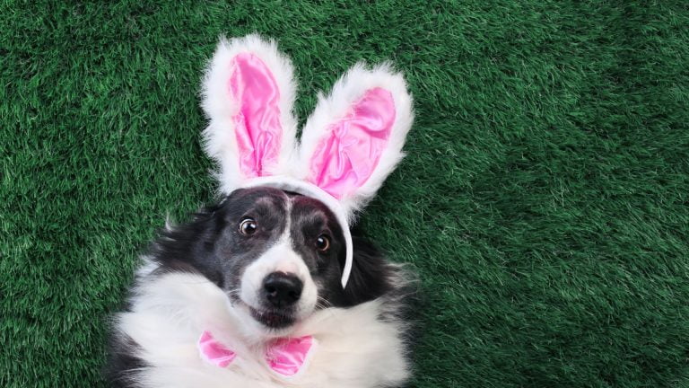 easter dog 768x432