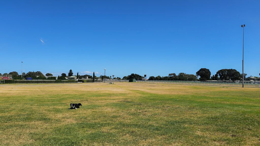 Fenced dog park in Caulfield Racecourse Reserve