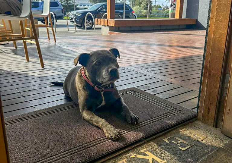 Dog at the Mordi Canteen, dog-friendly cafe in Mordialloc