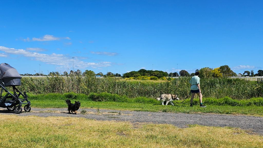 Walking around the lake with dogs at Caulfield Racecourse Reserve