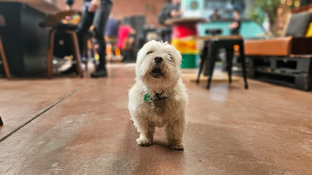 Resident Dog Louis at the Angry Dog friendly bar in West Melbourne