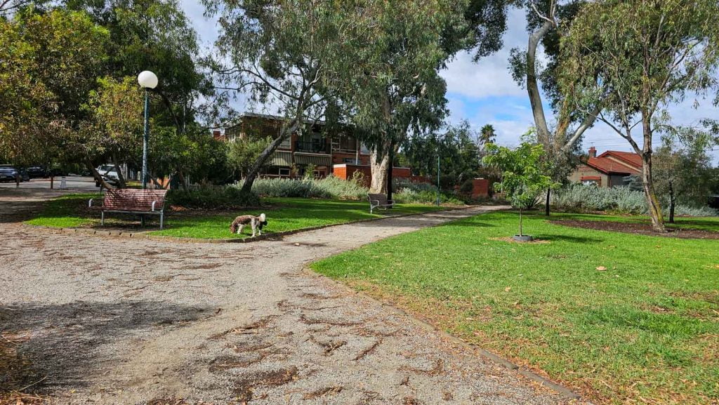 off-leash dog in Clarke Reserve in Elwood