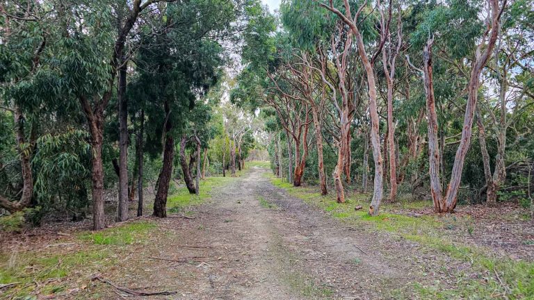 bush walk mount martha park 768x432