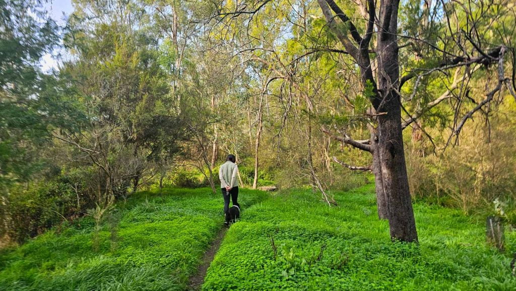 Norman Reserve trail in Warrandyte State Park