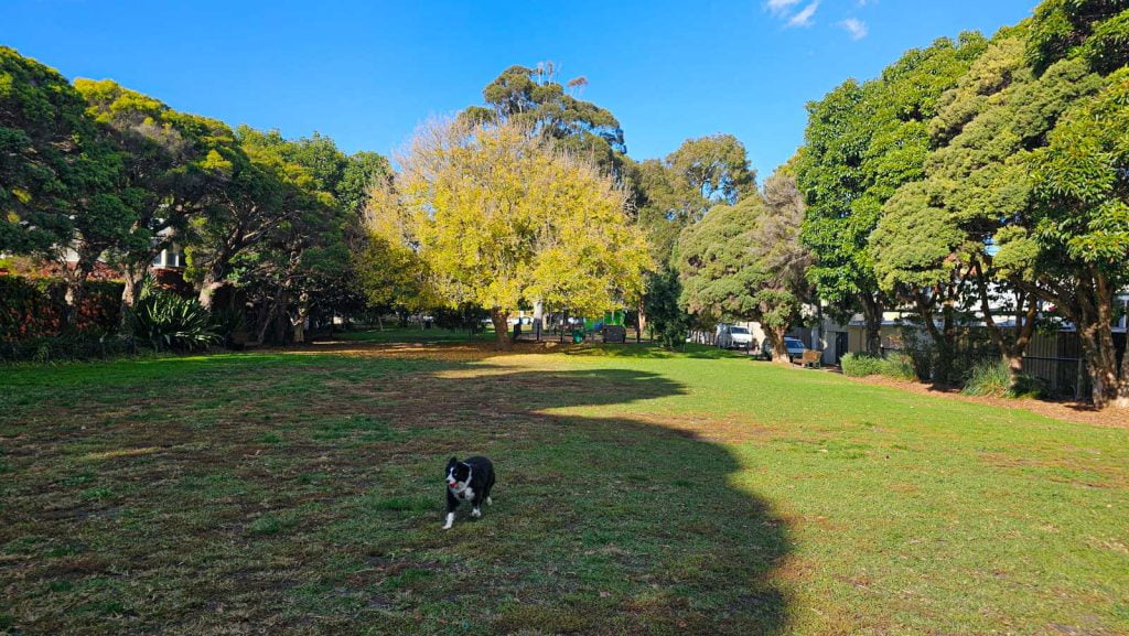 Armadale Reserve Off Leash Park with dog playing