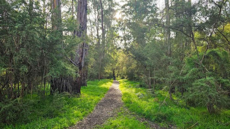 warrandyte norman reserve walking trail 768x432