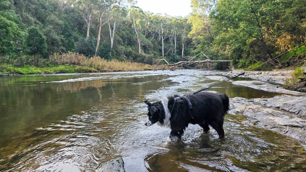 Dog playing in Yarra River in Warrandyte