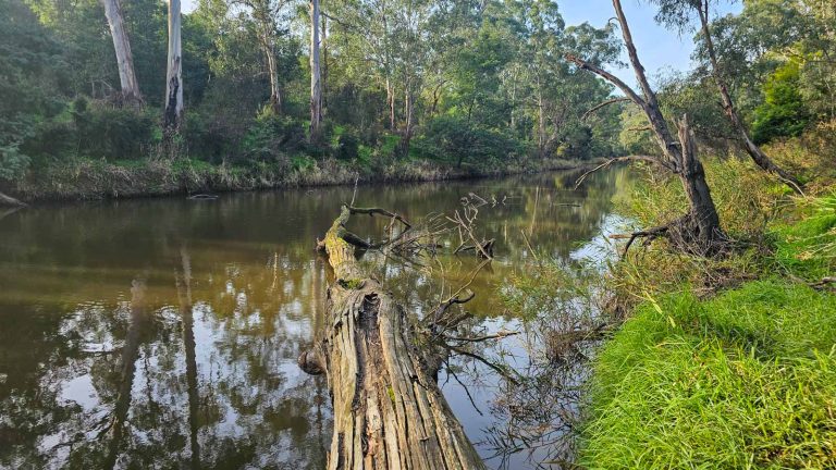 yarra river norman reserve warrandyte 768x432