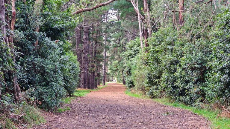 dog friendly merricks rail trail 768x432