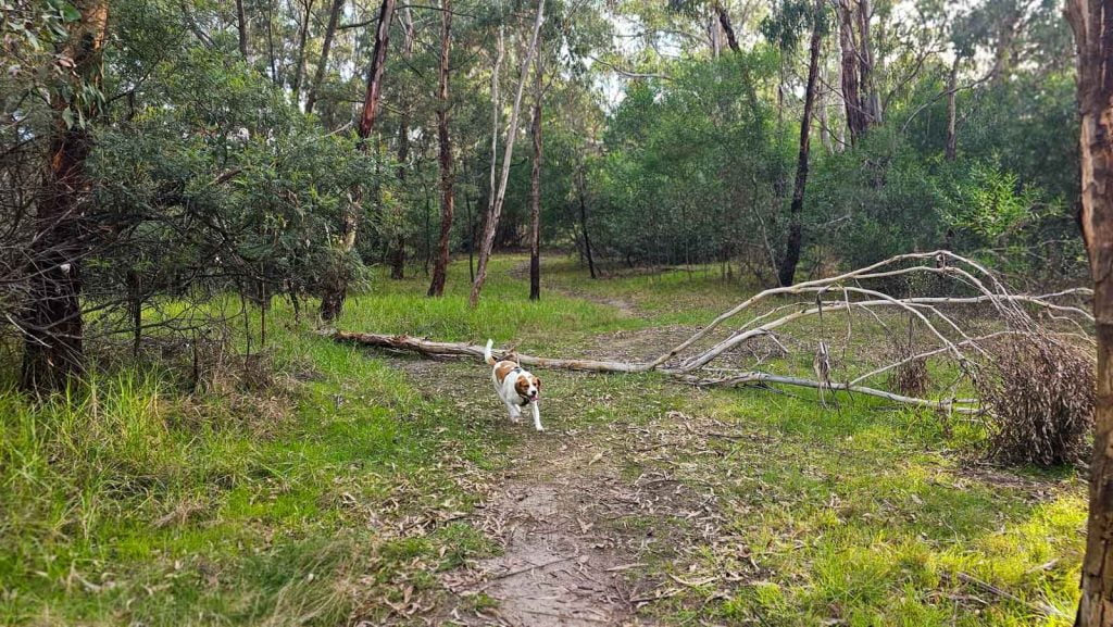 Off-Leash Walking Path in Dromana Hillview Community Reserve