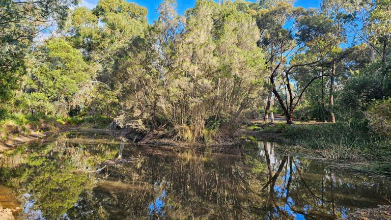 malvern urban forest pond 768x432