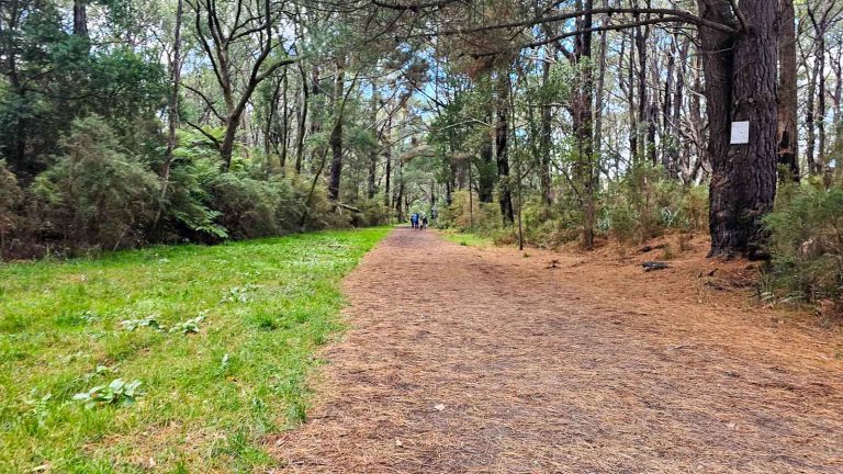 red hill rail trail 768x432