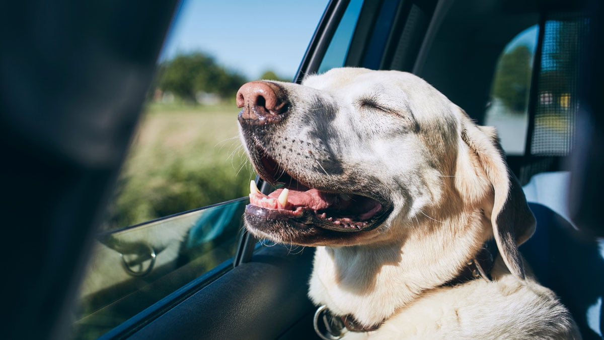 Dog in car having a happy travel