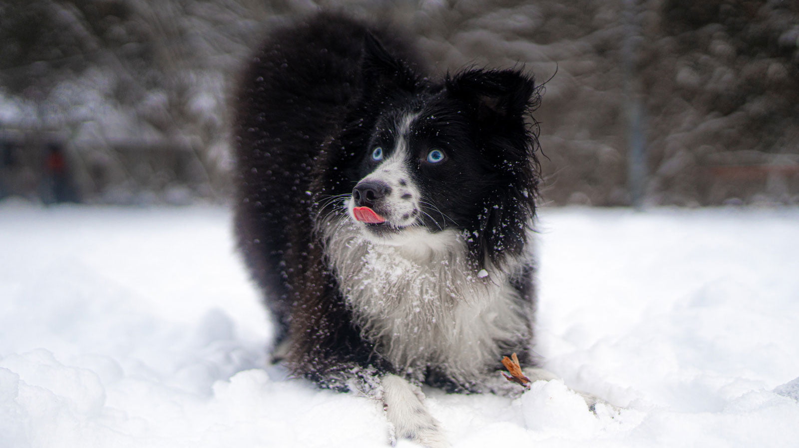 Dog Enjoying the off-leash area at Dinner Plain during the snow.