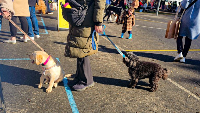 dogs elwood farmers market 768x432