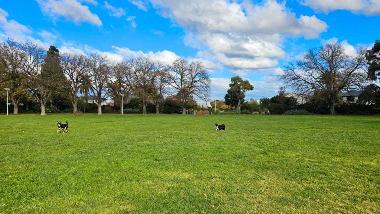 off leash ardie park malvern 768x432