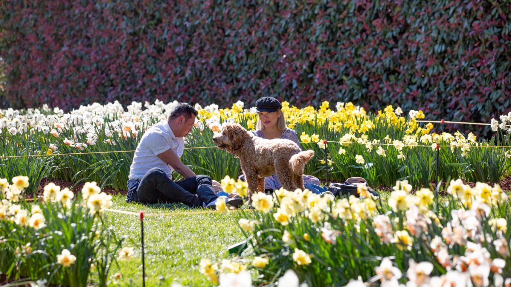 Dog enjoying  tulip festival