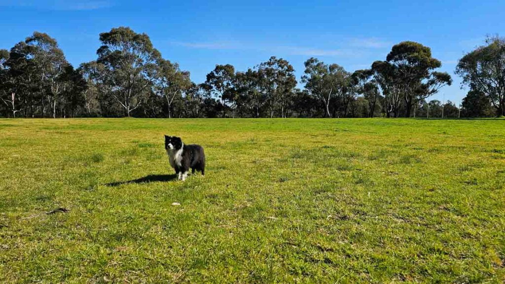 Dog at Yarra Bend Park off-leash area