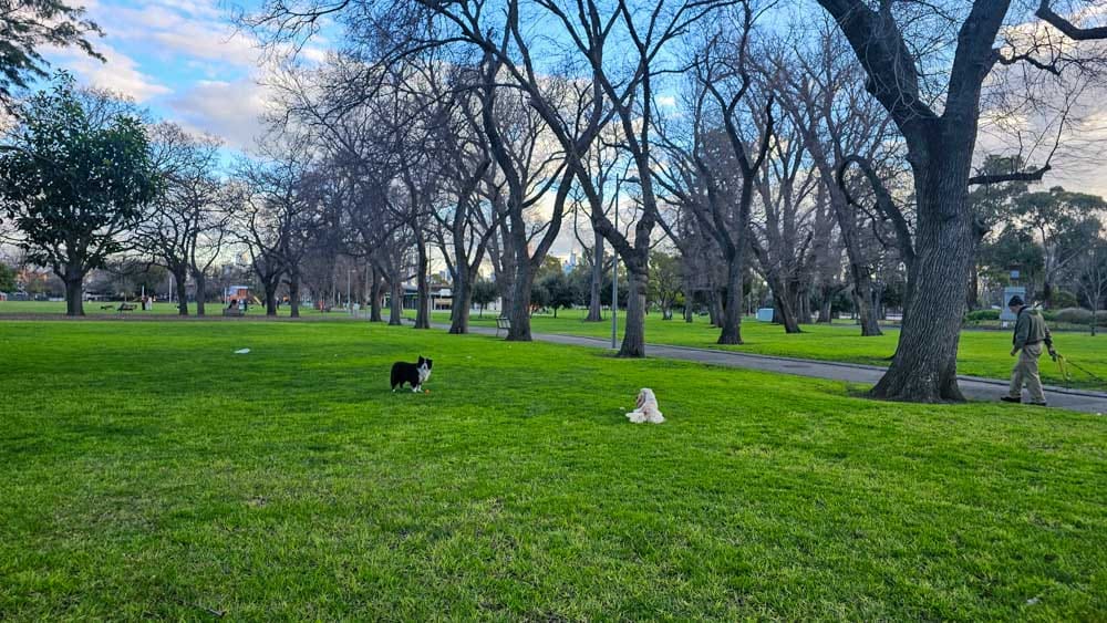 Dogs playing at Edinburgh Gardens in Fitzroy North